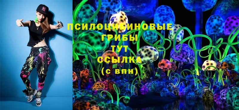 Псилоцибиновые грибы Psilocybine cubensis  Новодвинск 